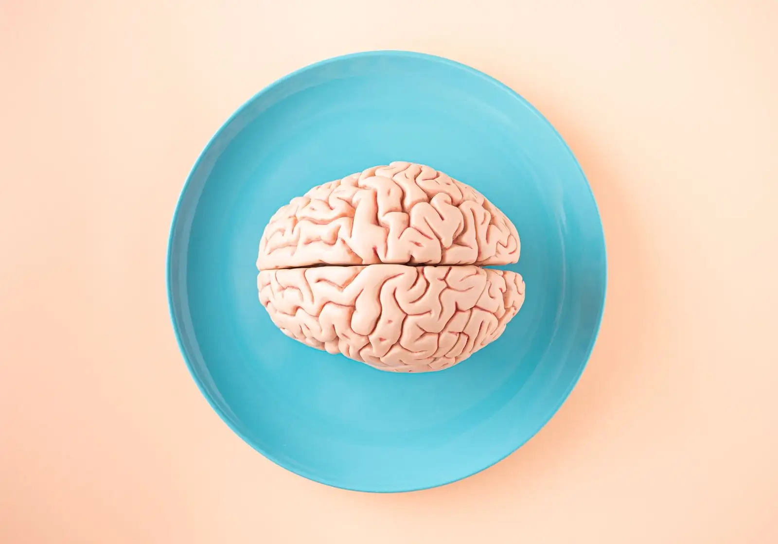 Modèle anatomique de cerveau humain posé sur une assiette bleue, vu du dessus