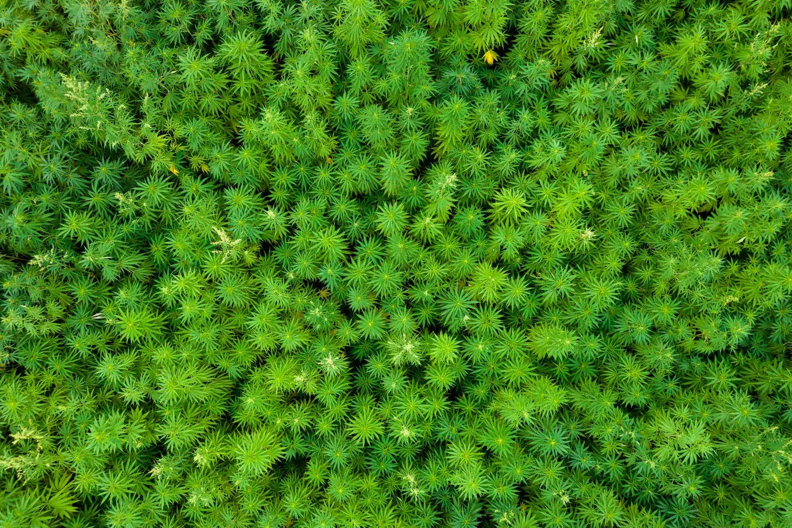 Champ de chanvre vu du ciel, rangs de plantes serrés, du type des cultures sous licence destinées à l'industrie