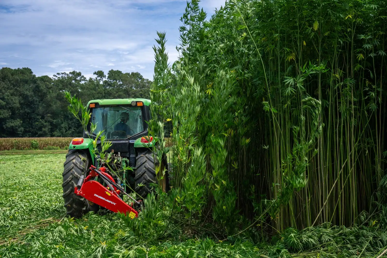 Tracteur récoltant un champ de chanvre industriel aux tiges hautes de plus de deux mètres
