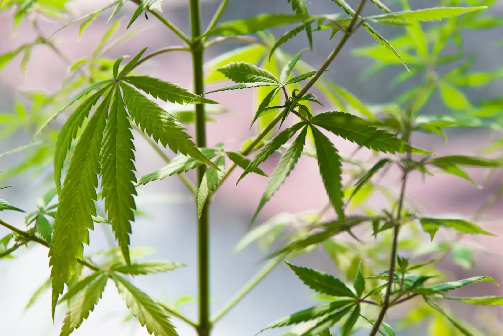 Brouillard mental et CBD : ce que la science permet de dire