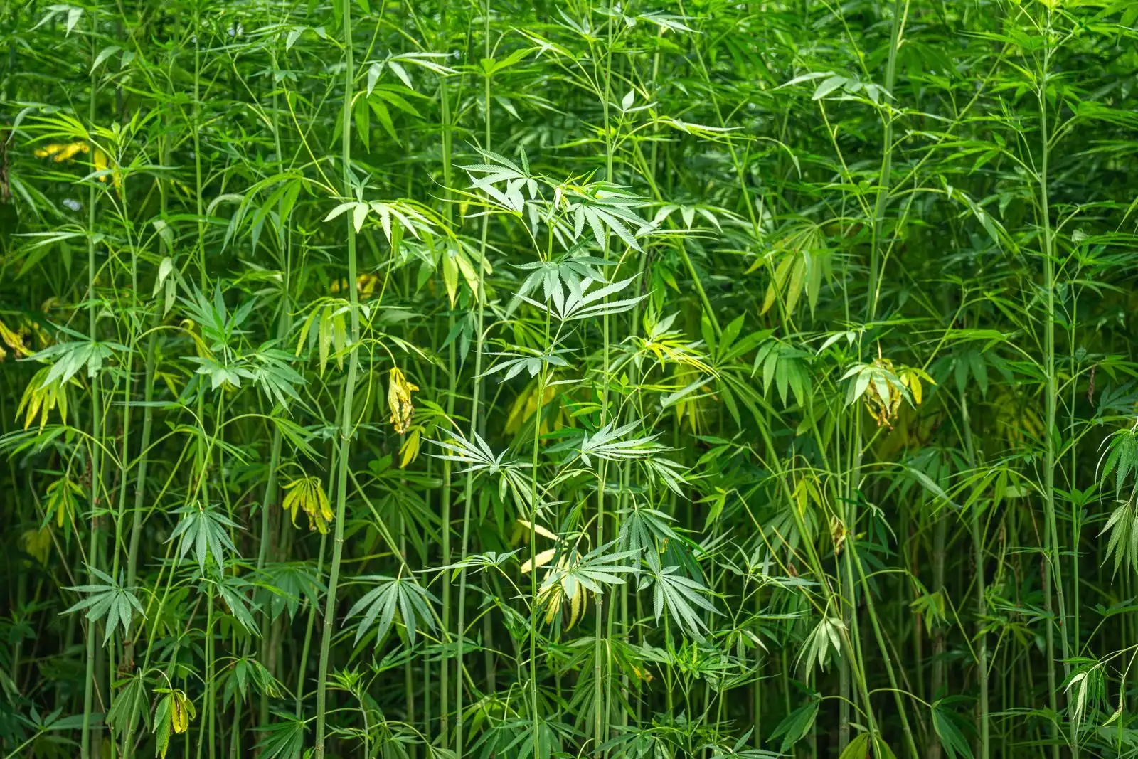 Tiges de chanvre industriel serrées dans une parcelle en pleine croissance, feuilles palmées vertes