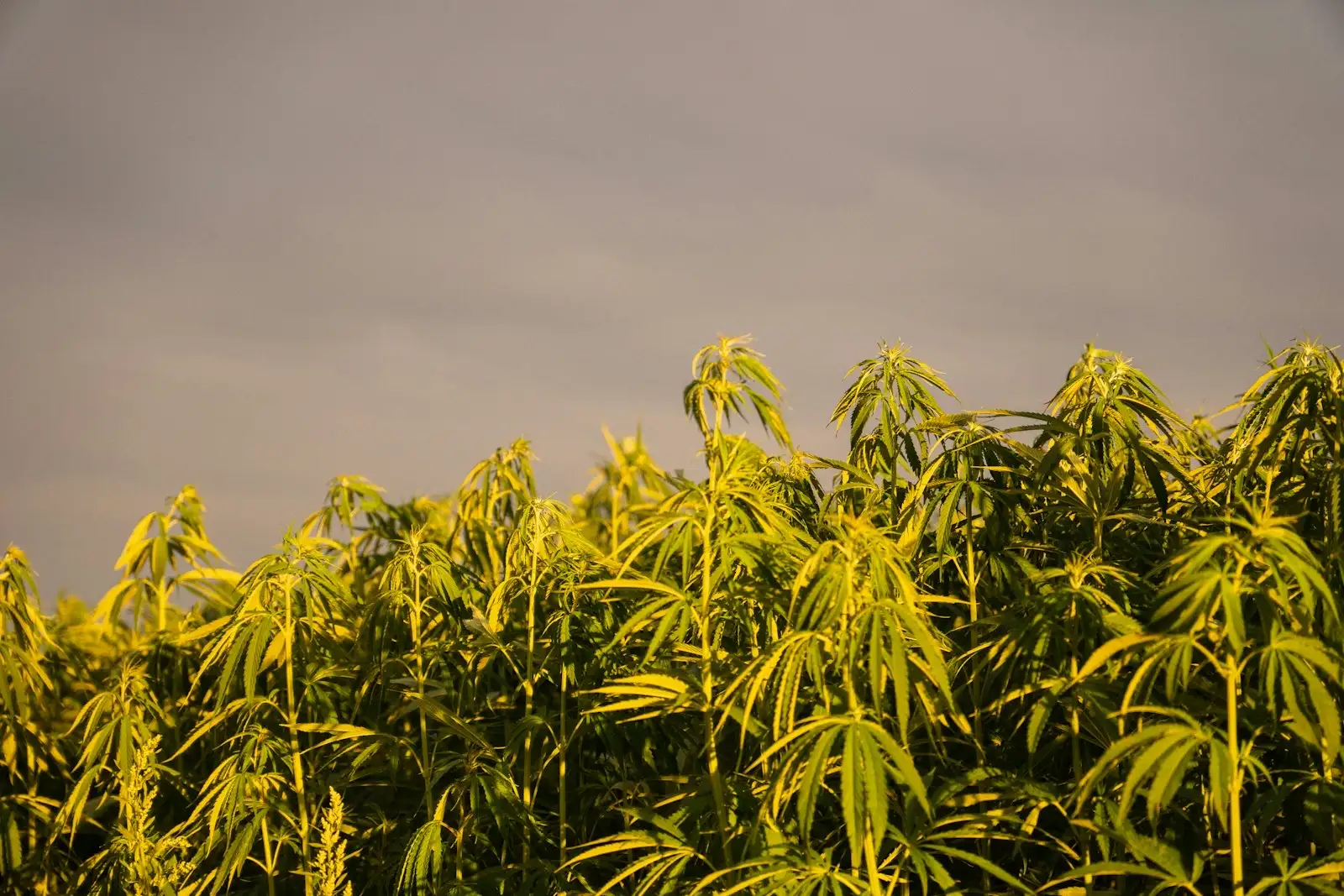 CBD et bouffées de chaleur : aucun essai publié à ce jour