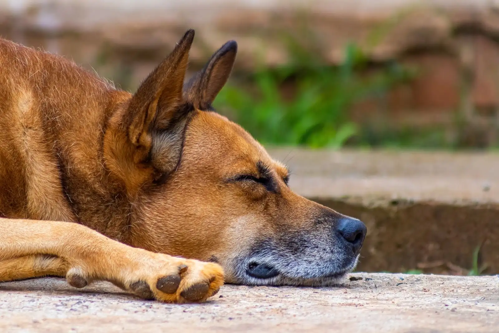 CBD pour chien : légal en France, mais pas comme médicament
