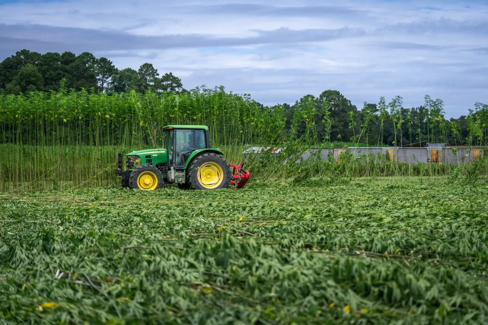 CBD et stress : des essais jusqu'à 300 fois la dose EFSA