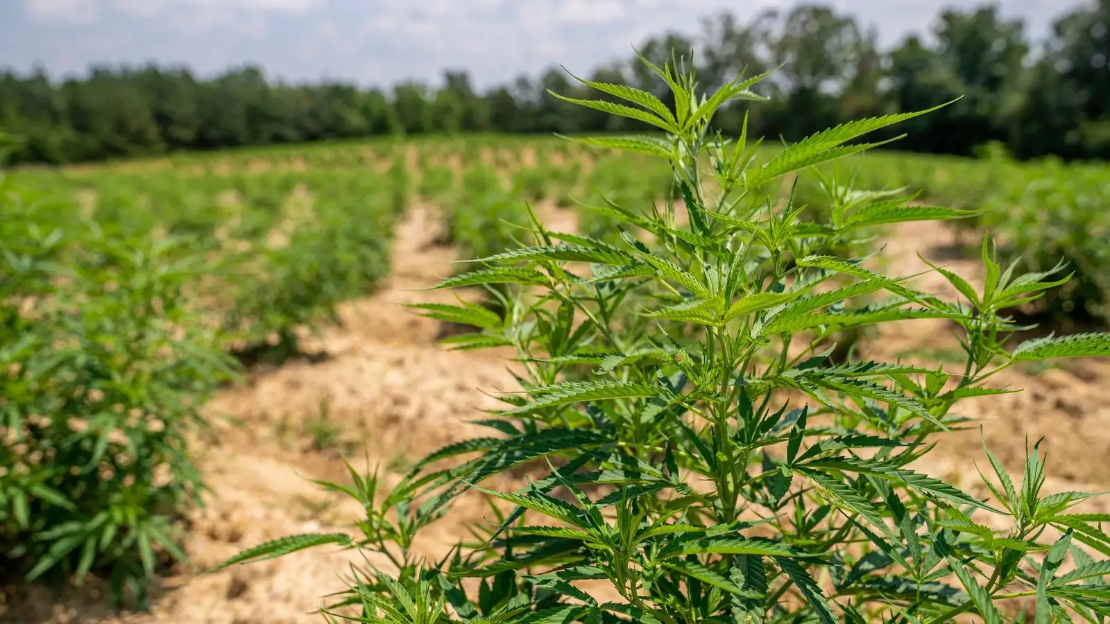 Rangs de chanvre industriel en plein été dans un champ cultivé, bordé d'arbres