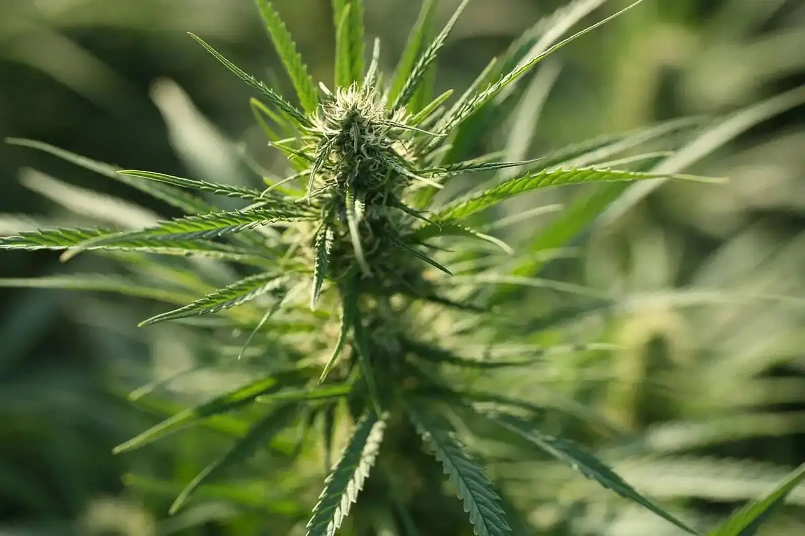 Sommité de chanvre en fleur sur la plante vivante, au stade où les cannabinoïdes sont encore sous forme acide