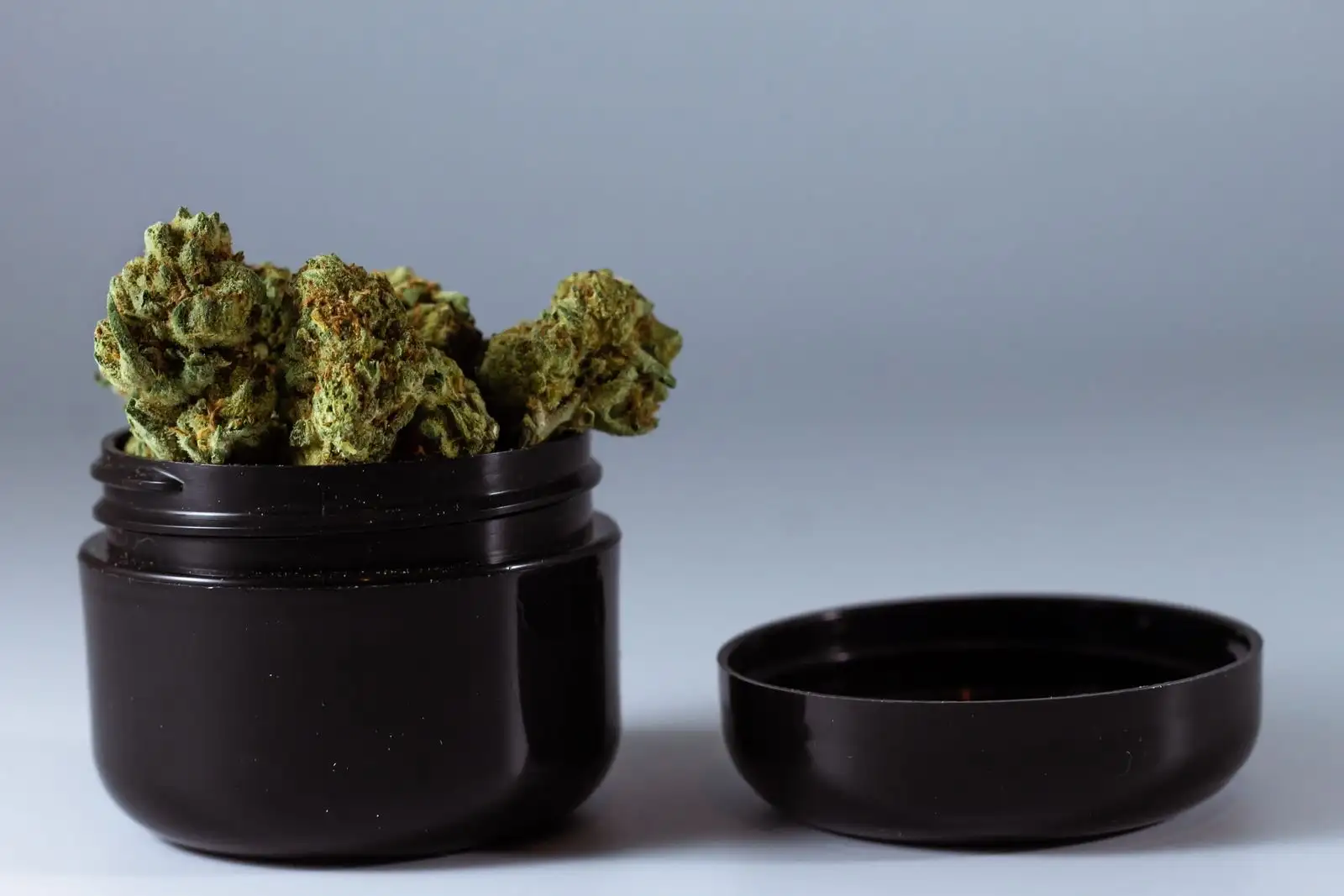Têtes de chanvre séchées dans un pot opaque noir au couvercle ouvert, le type de contenant qui protège les fleurs de la lumière