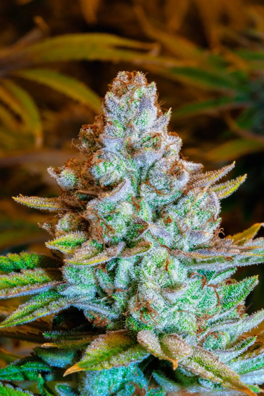 Couleur d'une résine CBD : ce que la teinte ne prouve pas