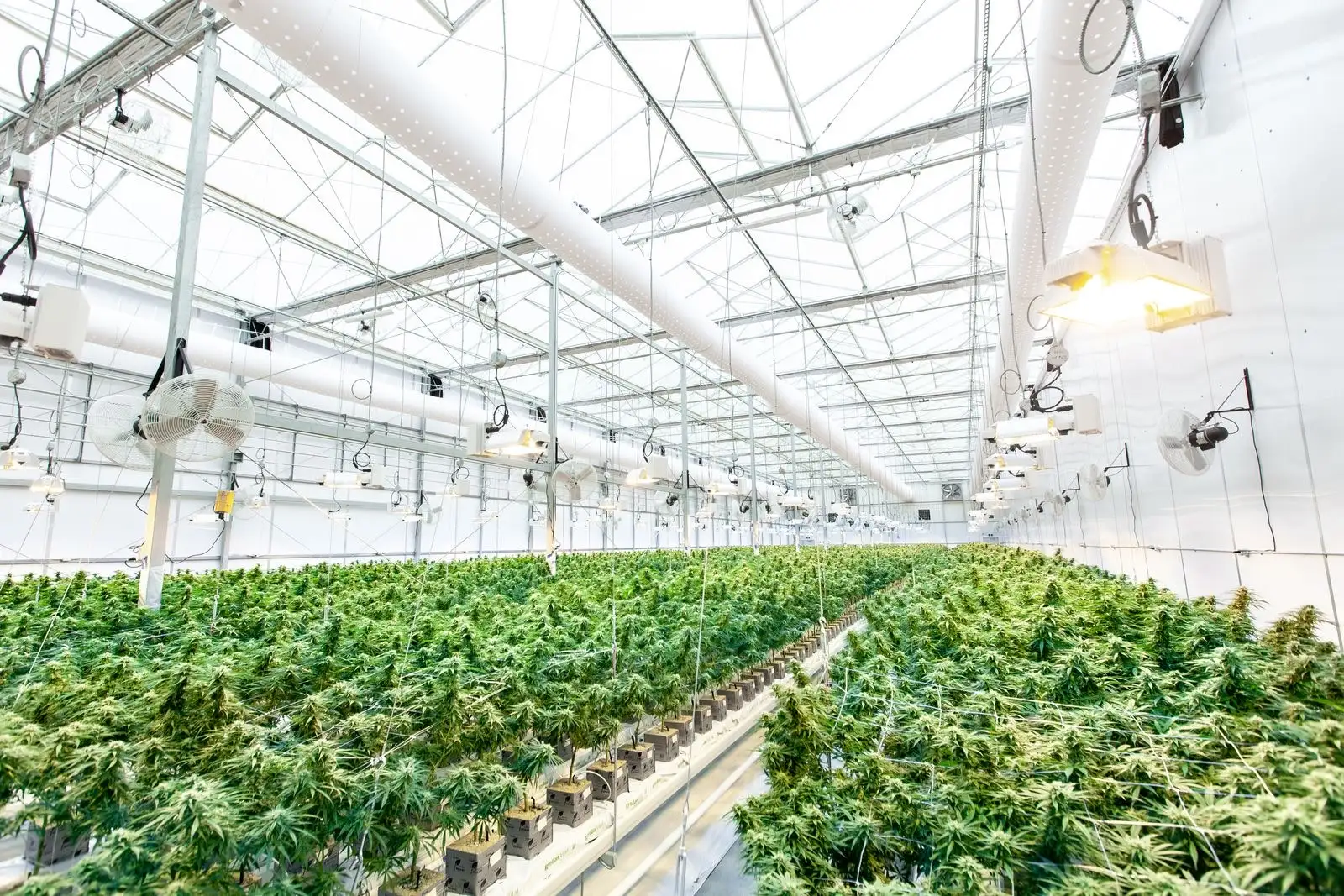 Rangées de plants de cannabis en floraison dans une grande serre vitrée équipée de lampes et de ventilateurs