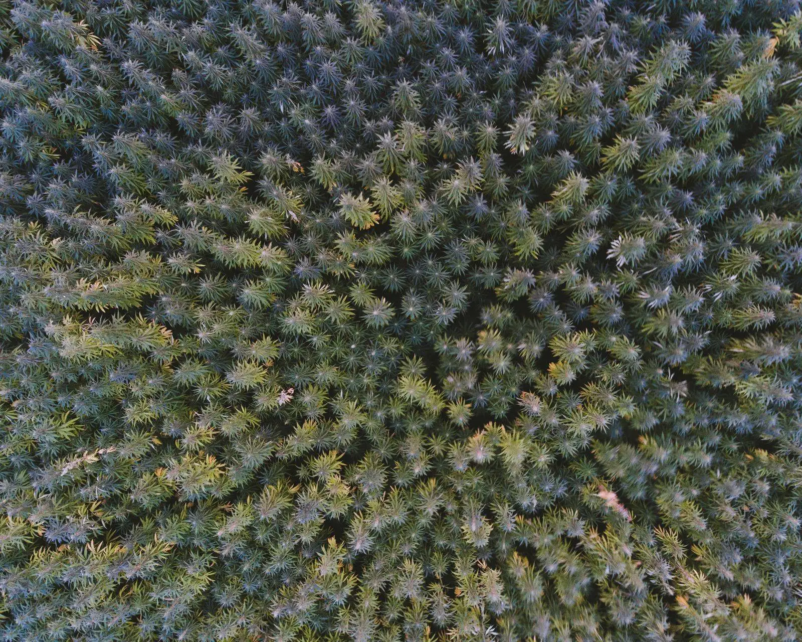 Champ de chanvre vu du ciel à la verticale, les plants serrés en pleine terre