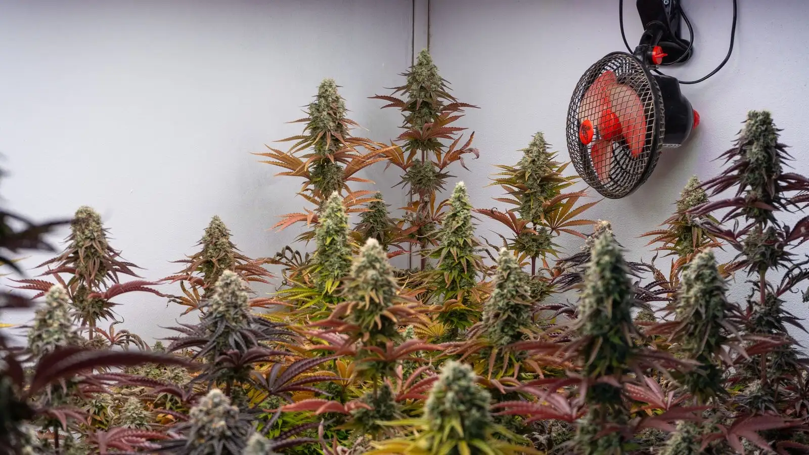 Fleurs CBD hydro 2026 : 14 fiches lues, une seule dit hydroponie