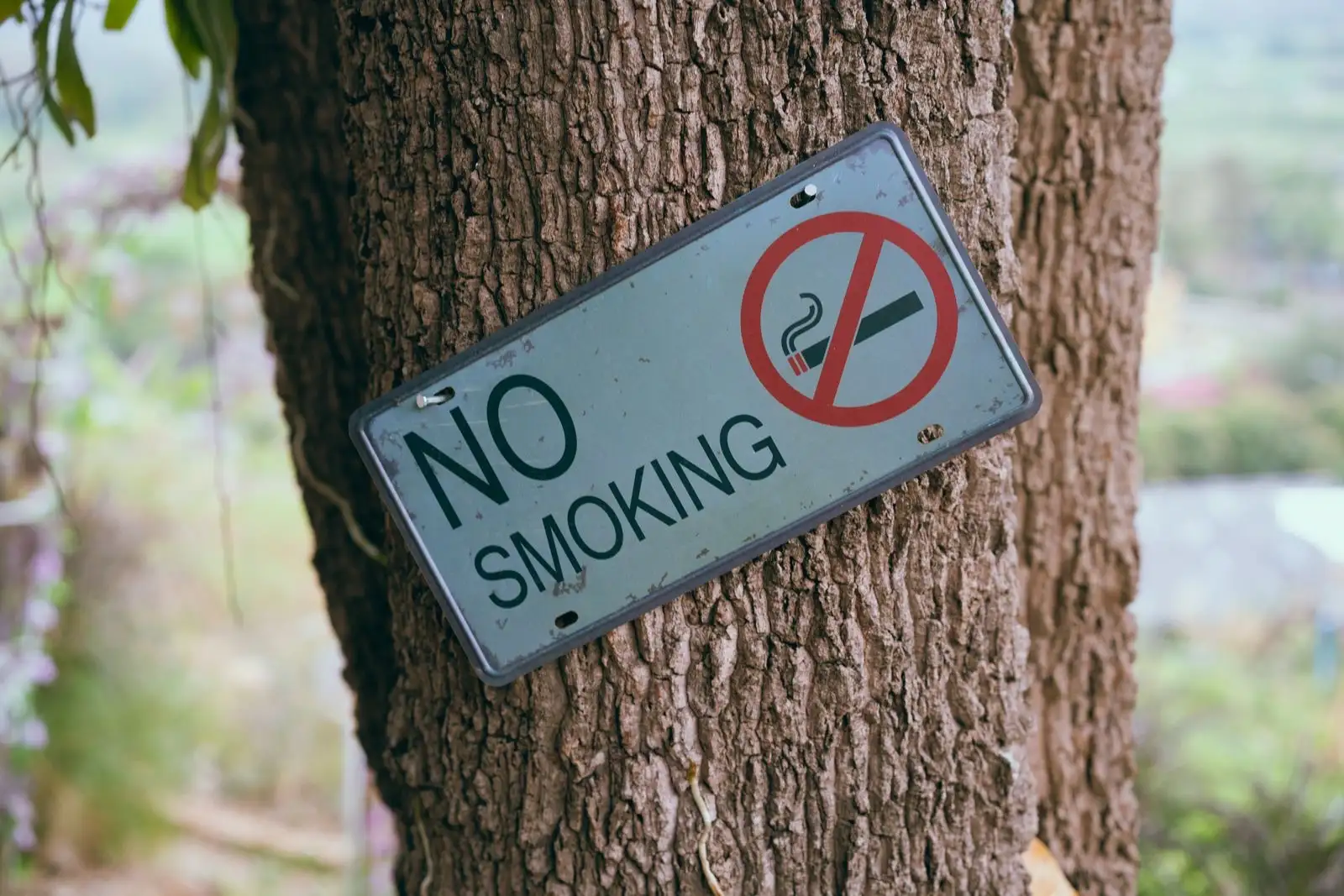 Plaque « No smoking » clouée sur le tronc d'un arbre, dans un espace vert