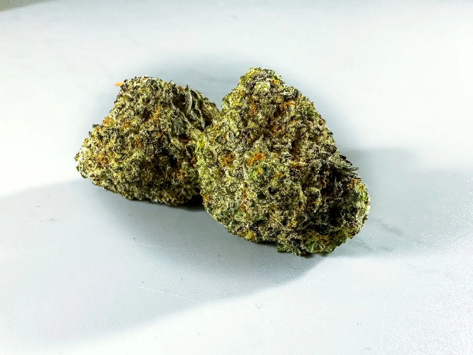 Deux têtes de chanvre séchées sur un fond blanc, couvertes de trichomes