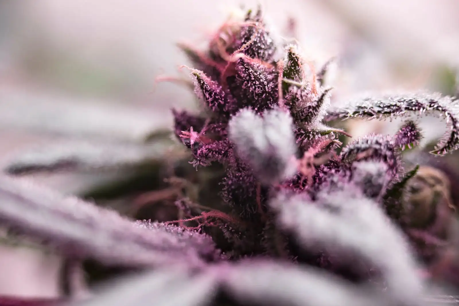 Gorilla Glue #4 : l'accident de 2012 et le procès de 2017