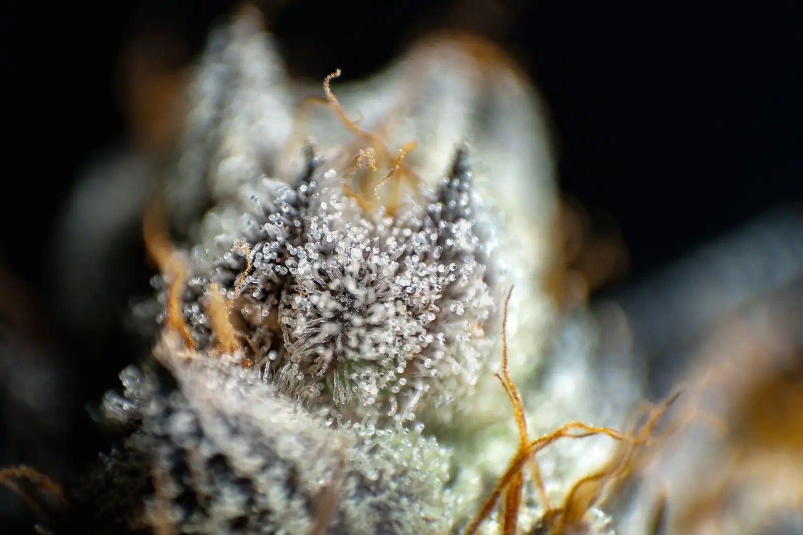 Têtes de trichomes en macro sur une fleur de chanvre, la résine que la presse à rosin fait couler