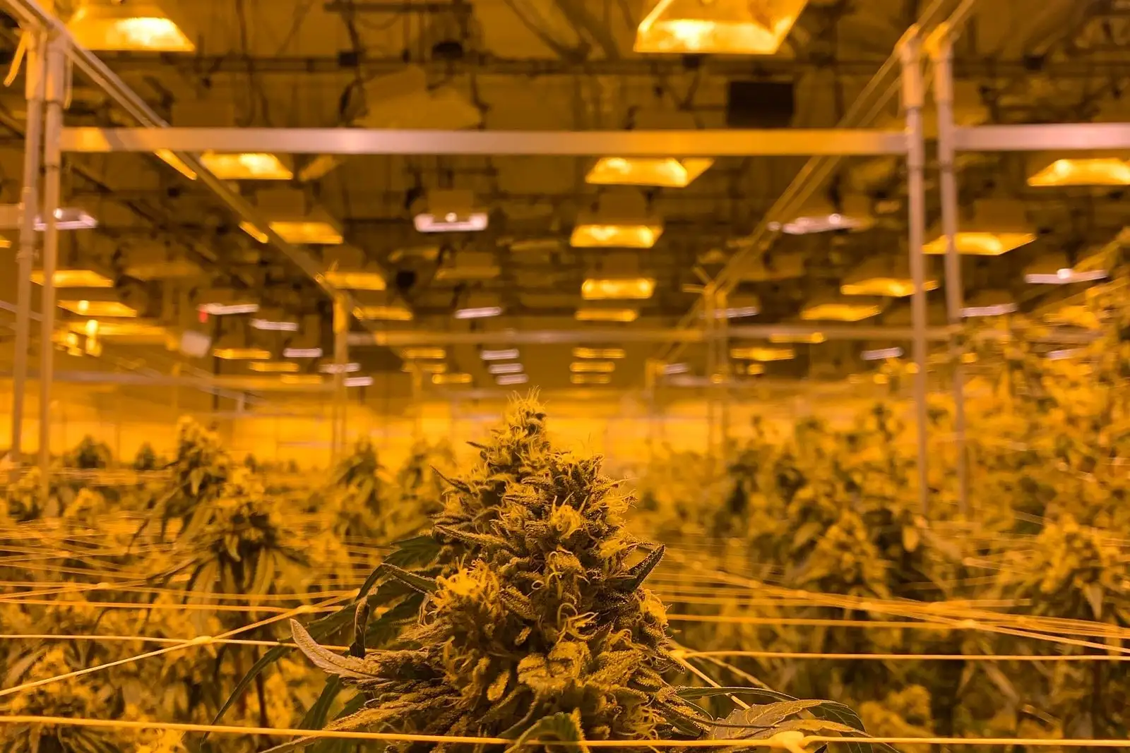 Skunk : histoire d'un cultivar et d'un mot détourné