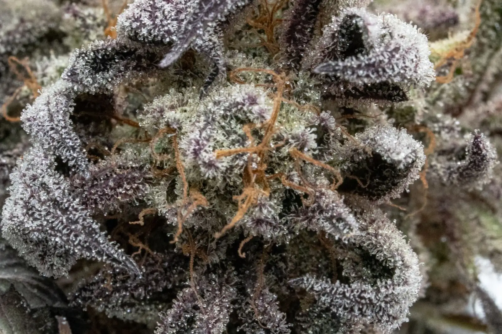 Fleur de chanvre violacée en macro, couverte de trichomes, les glandes qui fabriquent les terpènes