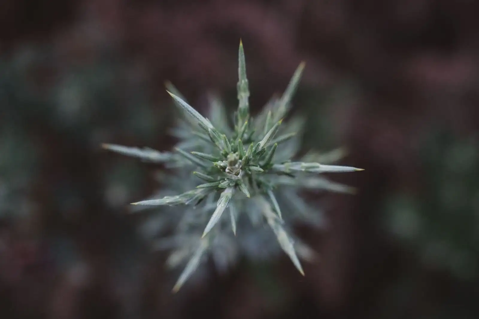 THCV : le cannabinoïde naturel toléré sous 0,3 % seulement