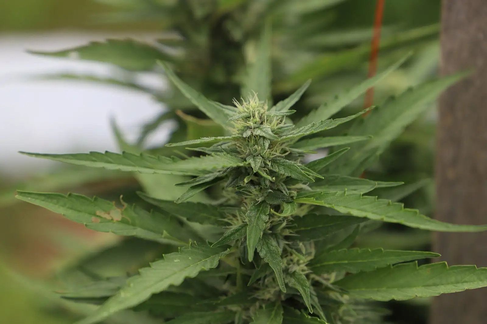 Sommité fleurie de chanvre encore sur pied, pistils clairs et trichomes visibles sur les petites feuilles, dans un champ : le fresh frozen part de cette plante fraîche, congelée dès la coupe