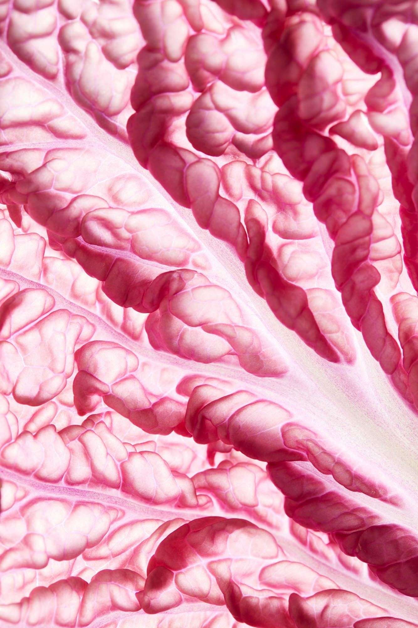 Gros plan macro d'une feuille de chou violet