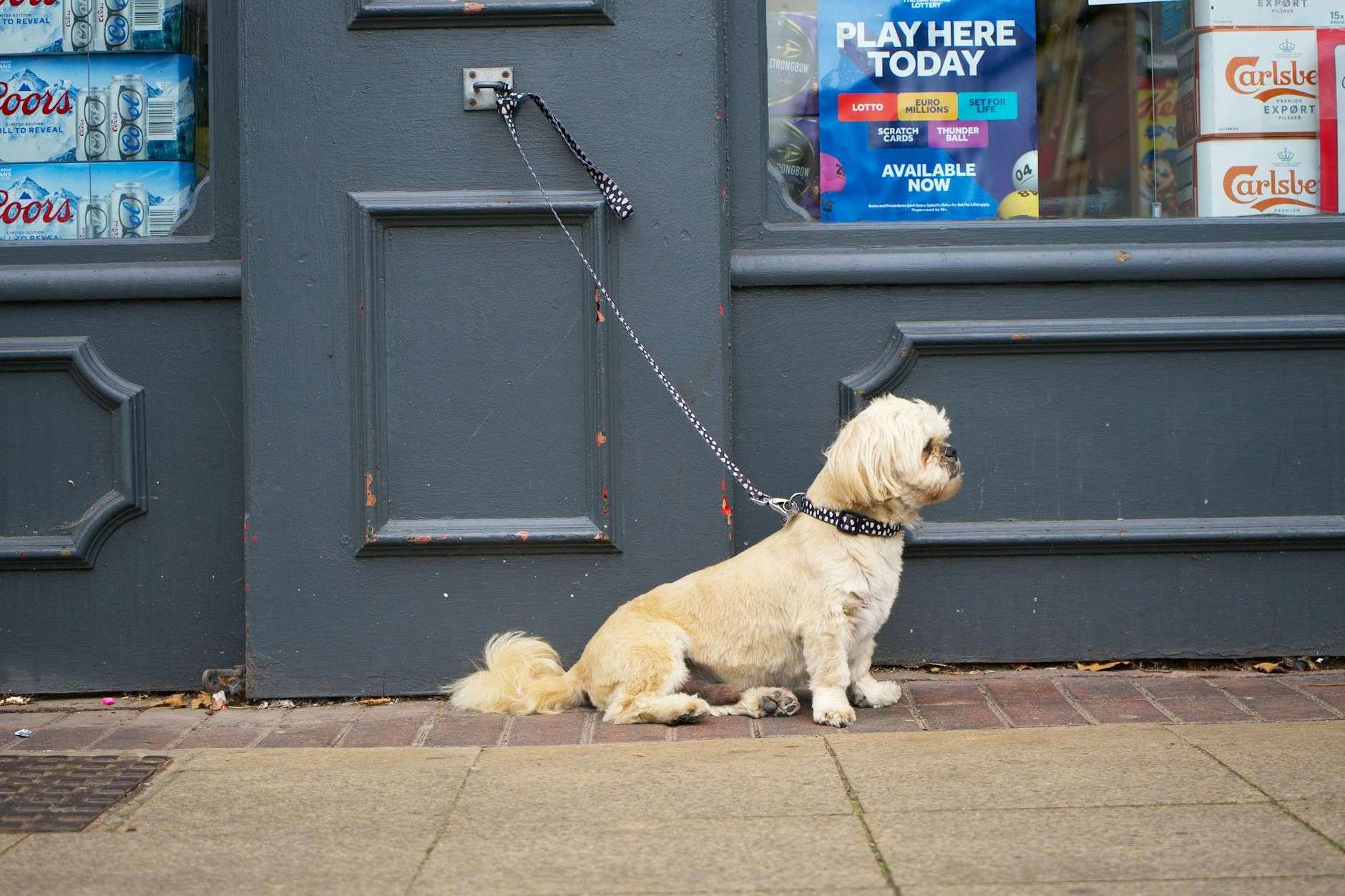 Anxiété de séparation chez le chien : protocole de désensibilisation et limites du CBD