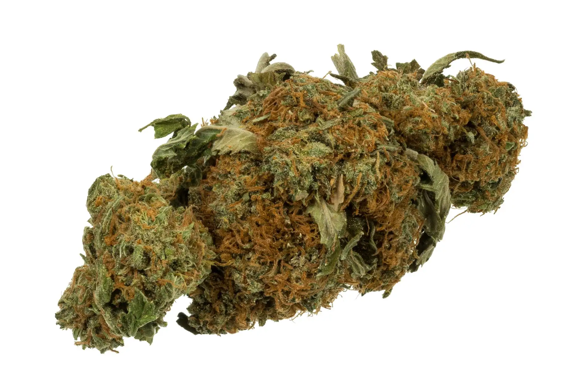 Tête de cannabis séchée détourée sur fond blanc ; photo d'illustration.