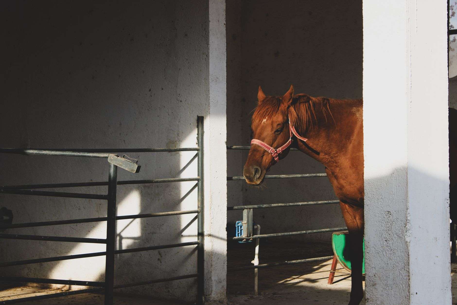 CBD et cheval : usages, prudence et règles en compétition