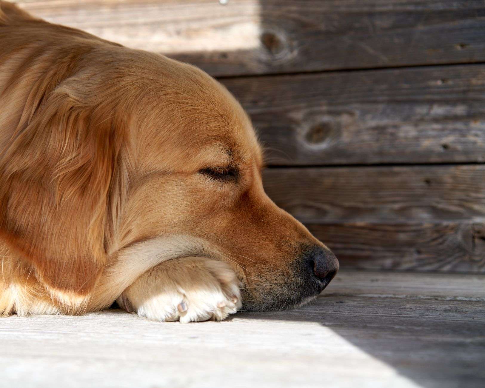 Chien âgé et arthrose : mobilité, confort et place du CBD