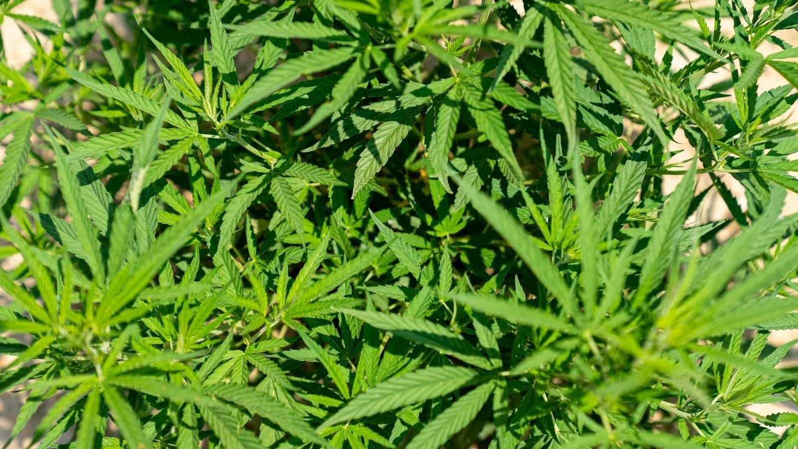 Que signifie CBD ? Définition, origine et statut en France