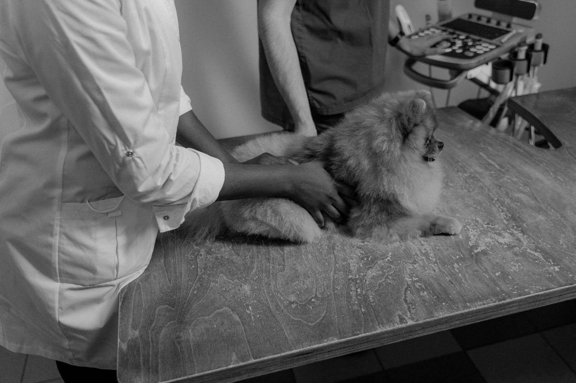 CBD pour chien en France : guide d'achat raisonné