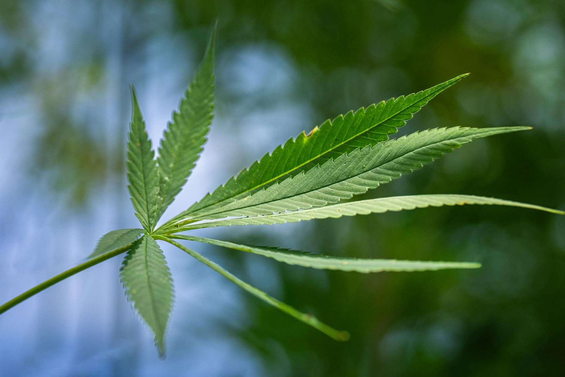 Est-ce que le CBD fait planer ? La réponse claire, du récepteur au tribunal