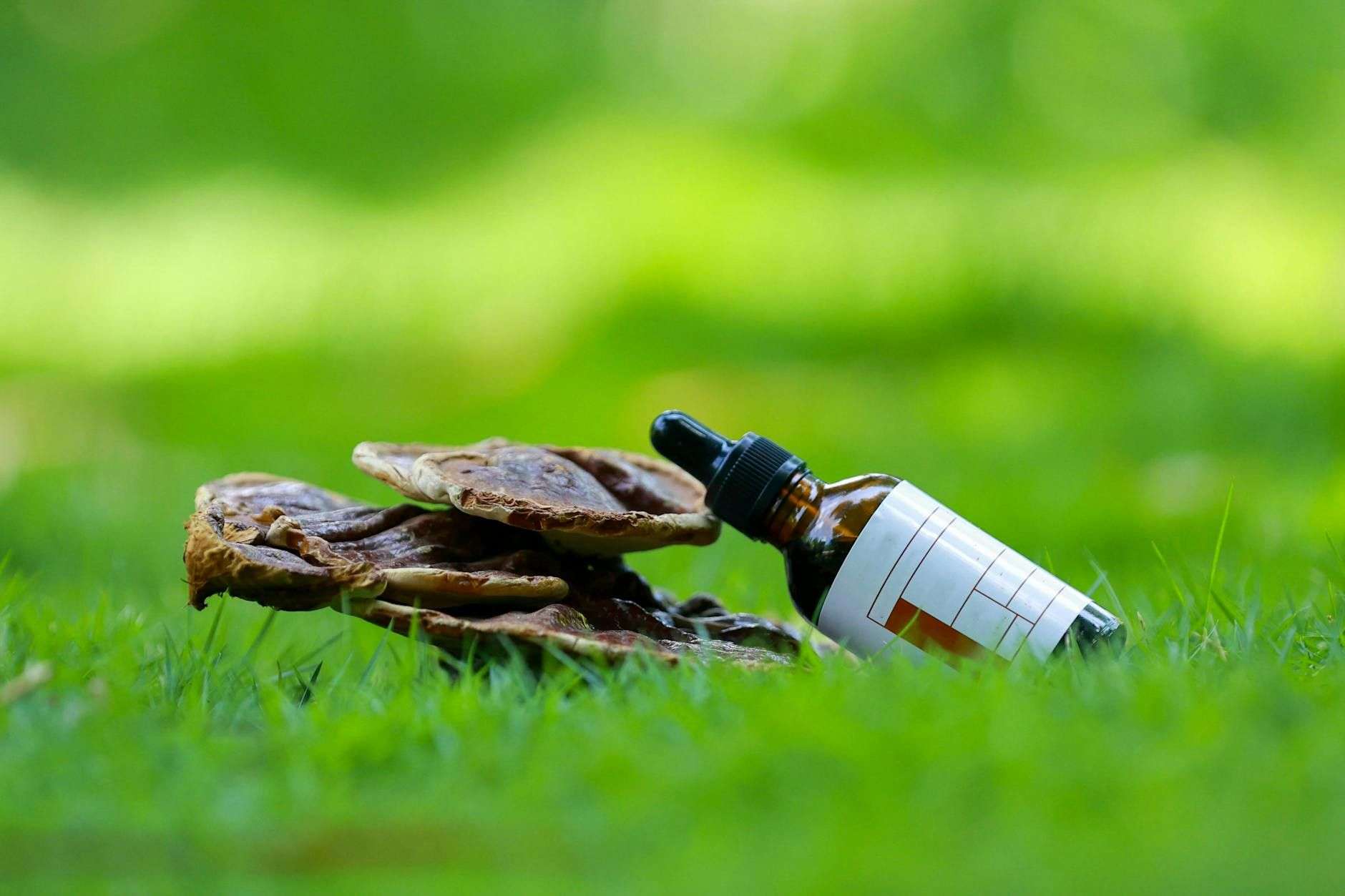 Champignons adaptogènes sans CBD : ce que le cadre français autorise