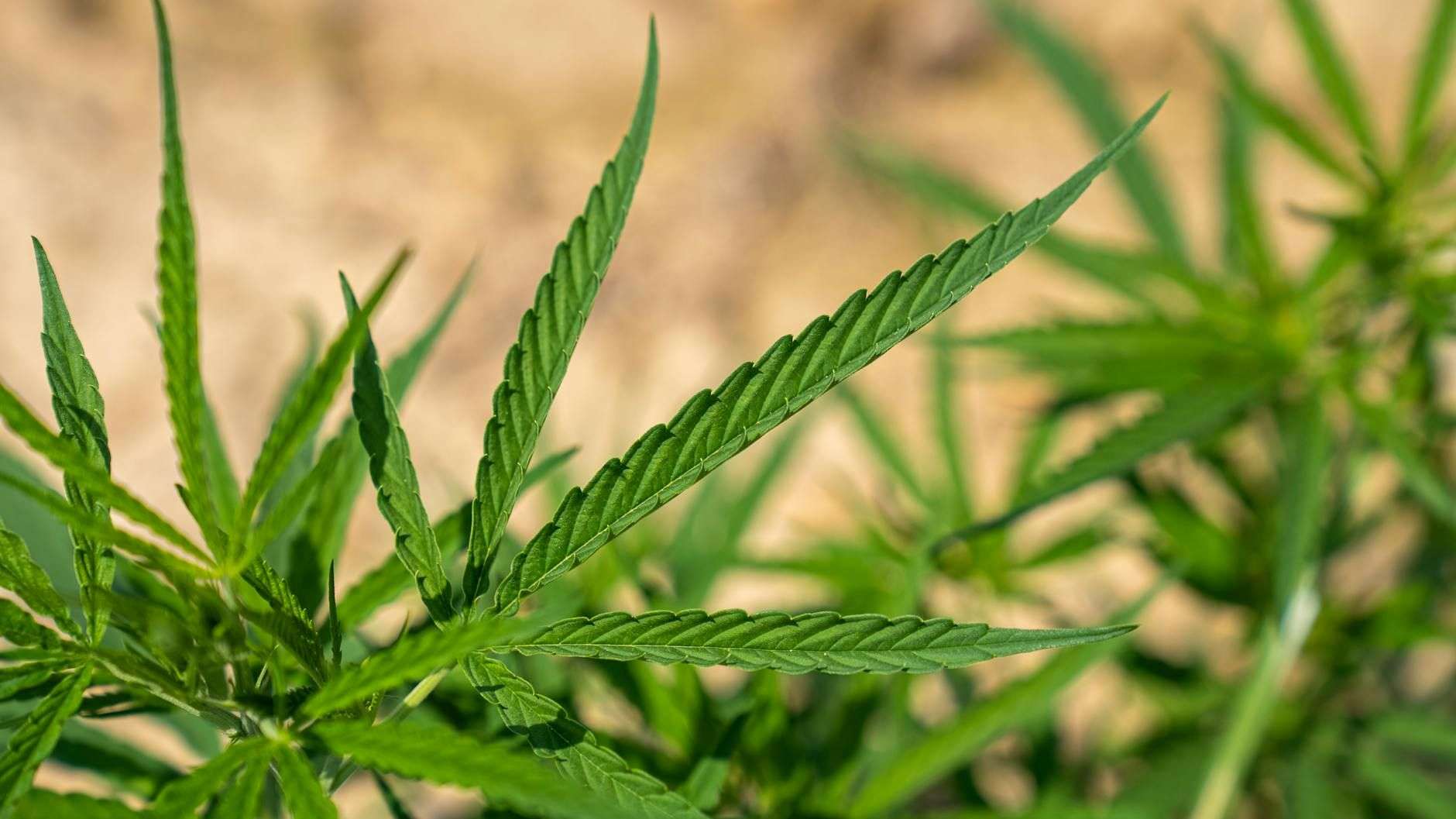 Chanvre, cannabis, marijuana : quelles différences ?
