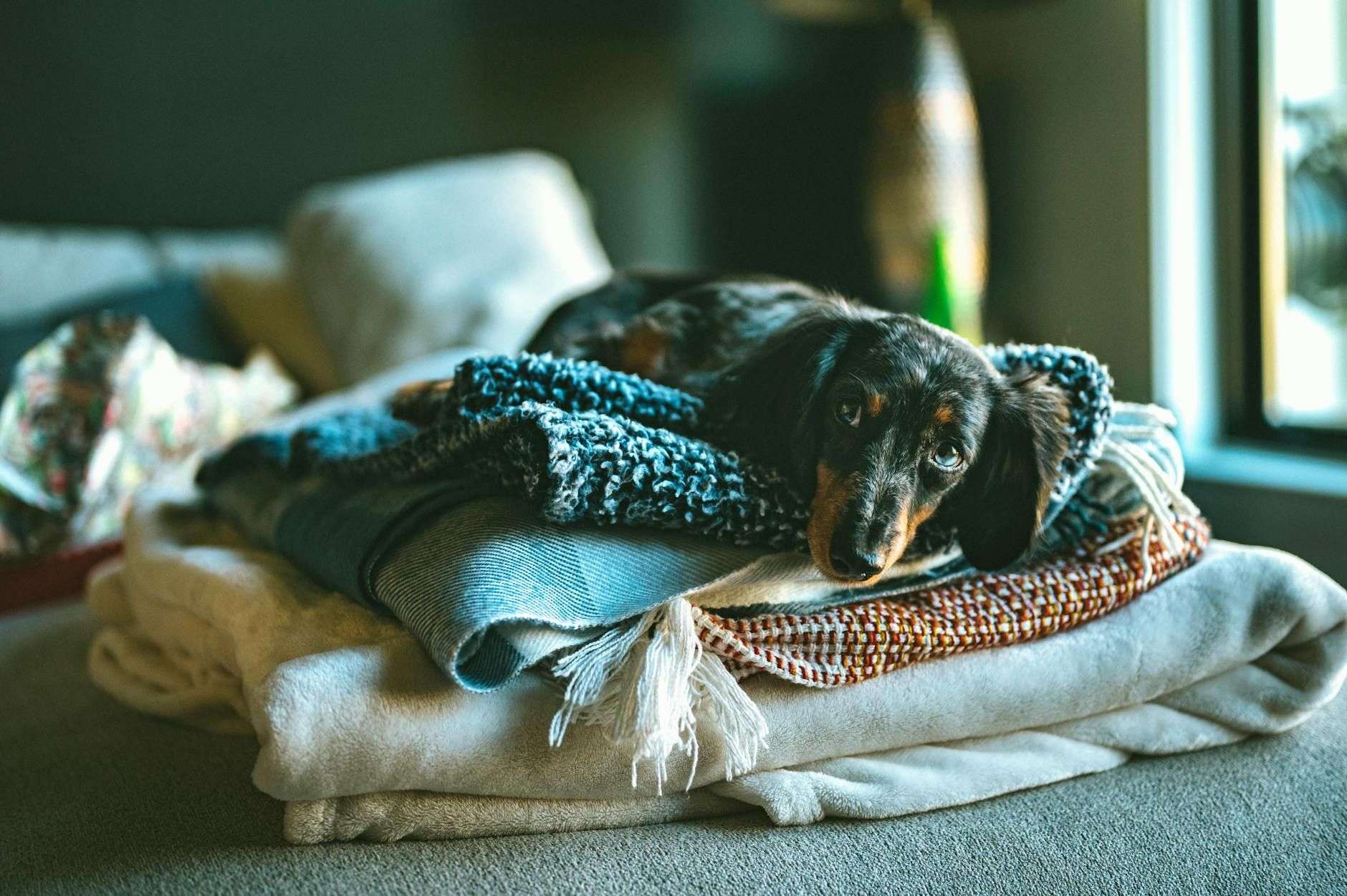 Aider un chien à s'adapter à un nouveau foyer sans stress