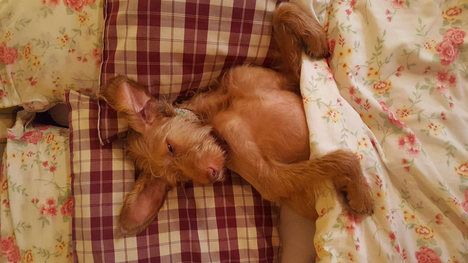 Chien agité la nuit : conseils et cadre du CBD vétérinaire
