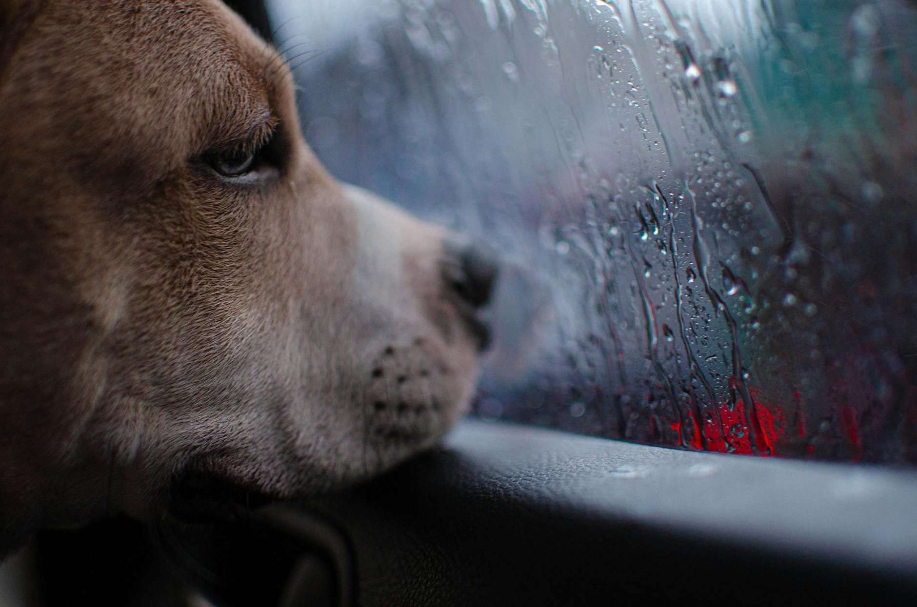 Chien et orages : comment l'apaiser sans le médicaliser inutilement