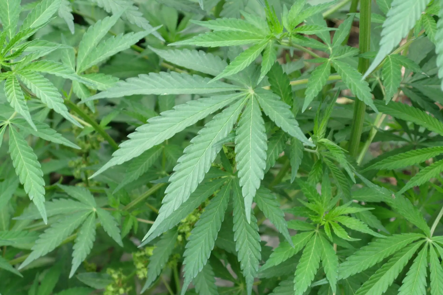 Feuilles de cannabis aux folioles fines, en gros plan ; photo d'illustration.