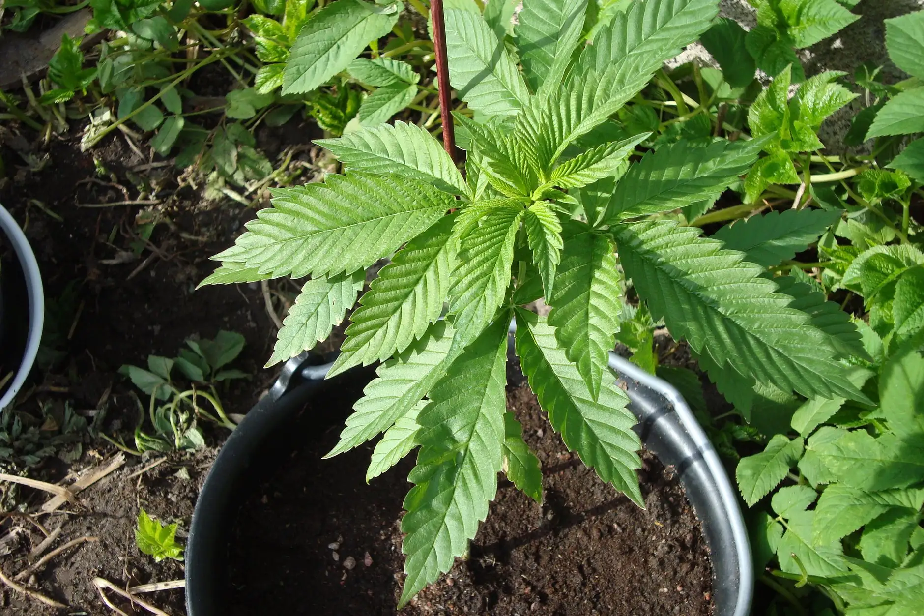 Jeune plant de cannabis Northern Lights aux feuilles larges, cultivé en pot en Finlande en 2009.