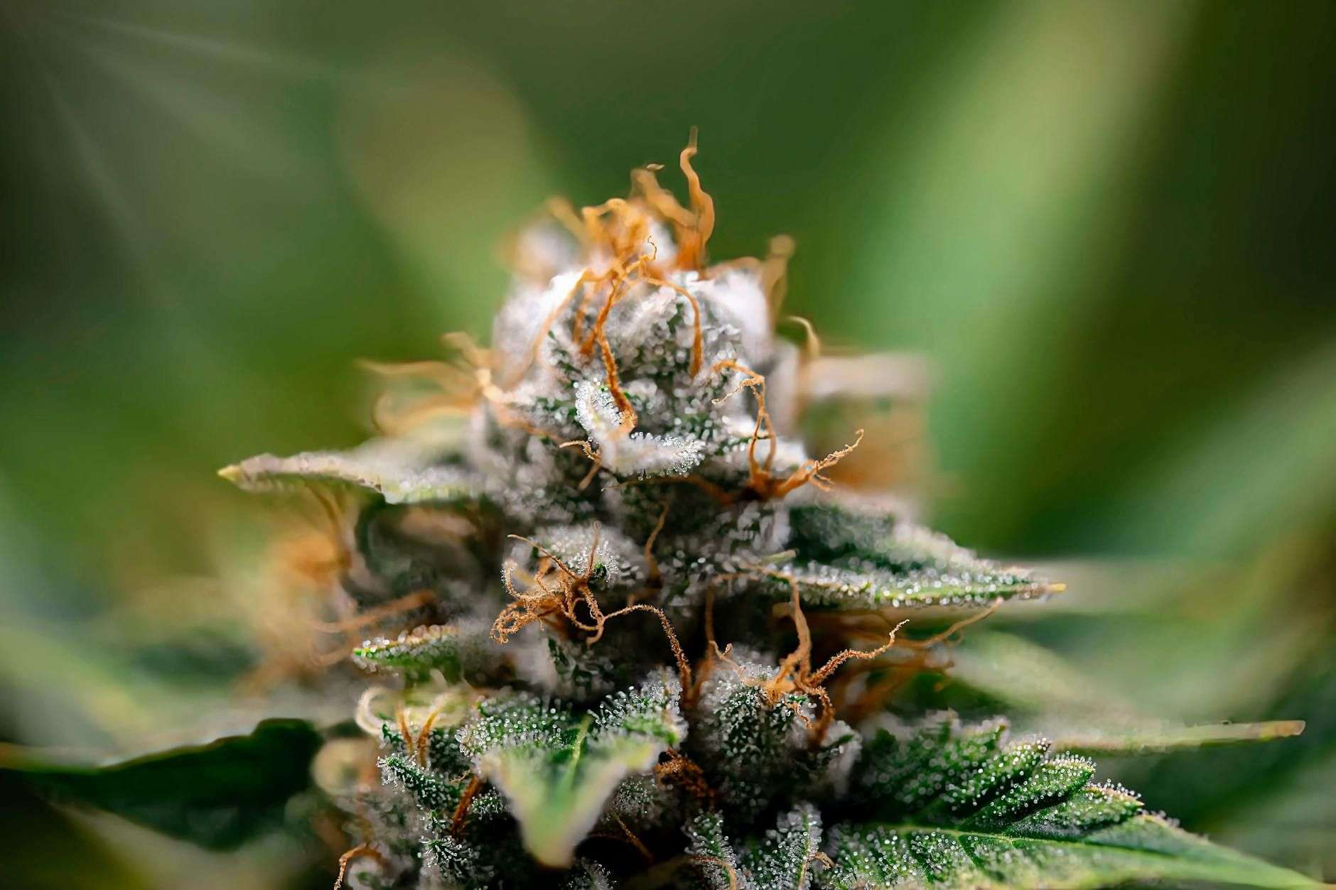 Moon rock CBD : ce que c'est, ce que ça vaut, et comment vérifier avant d'acheter
