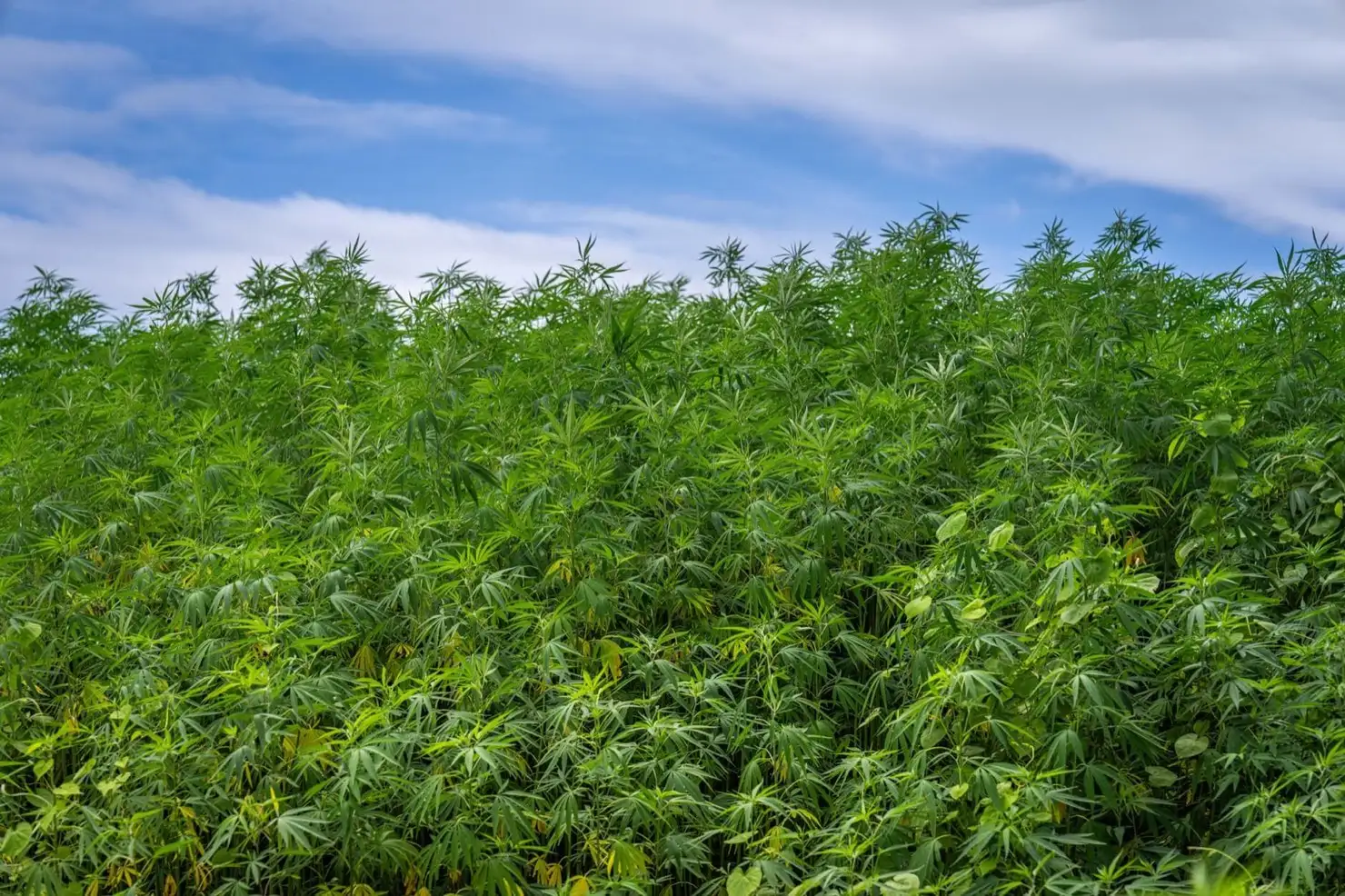 Seuil de 0,3 % de THC : d'où vient-il et va-t-il changer ?