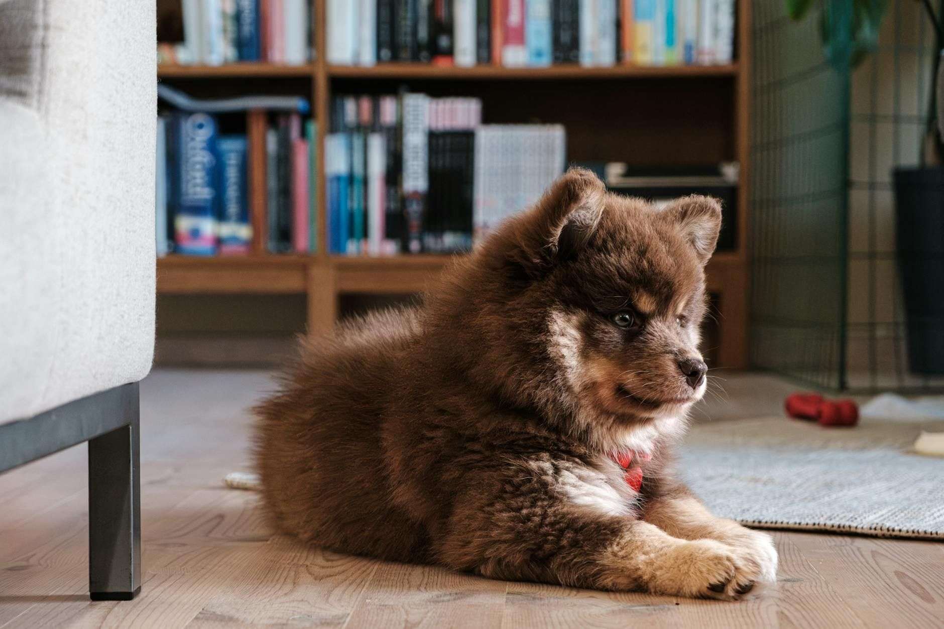 12 signes de stress chez le chien : reconnaître et agir