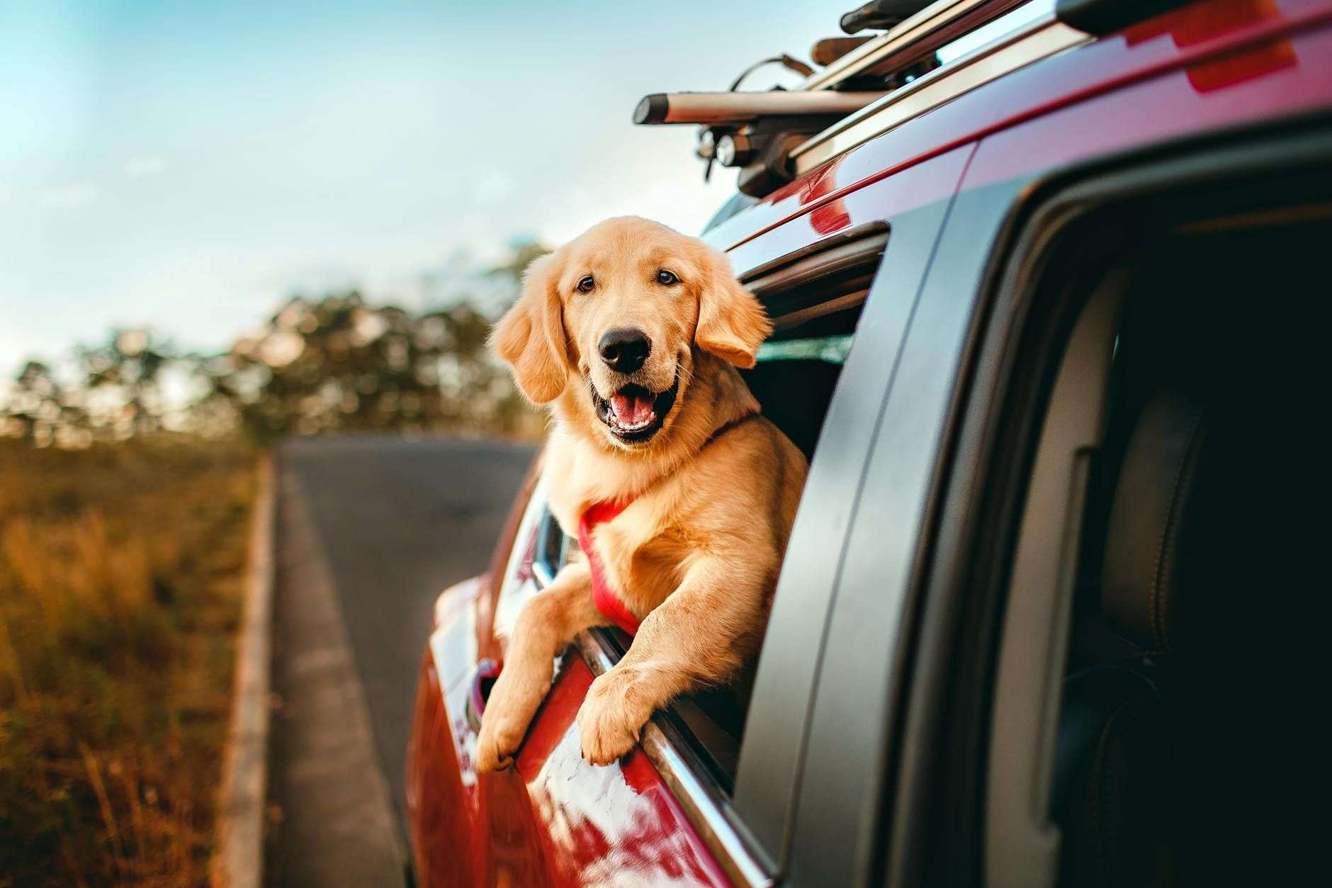 Voyager avec son chien sans stress : le guide pratique