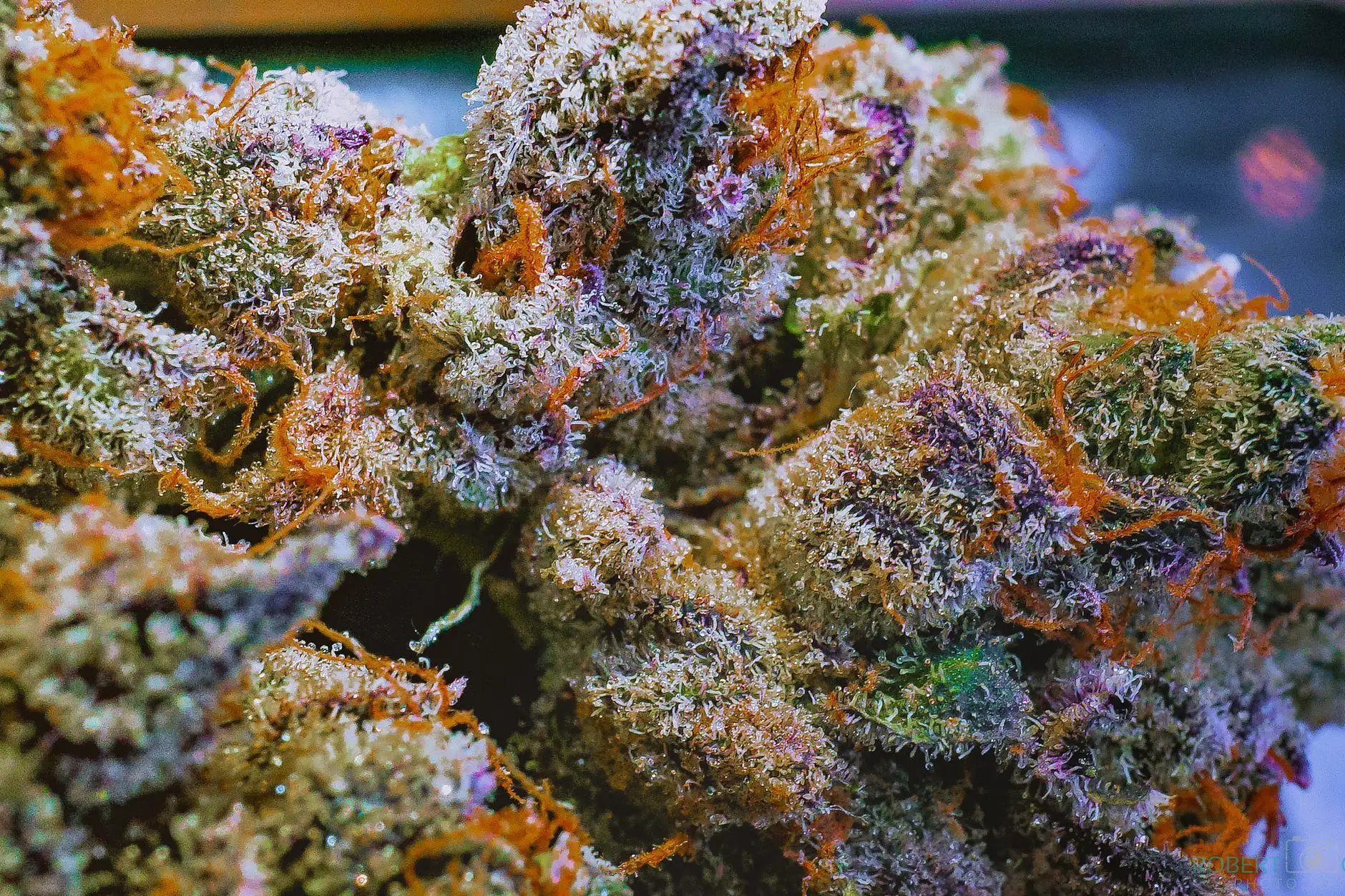 Gros plan sur une tête de cannabis couverte de trichomes, aux pistils orangés ; photo d'illustration.
