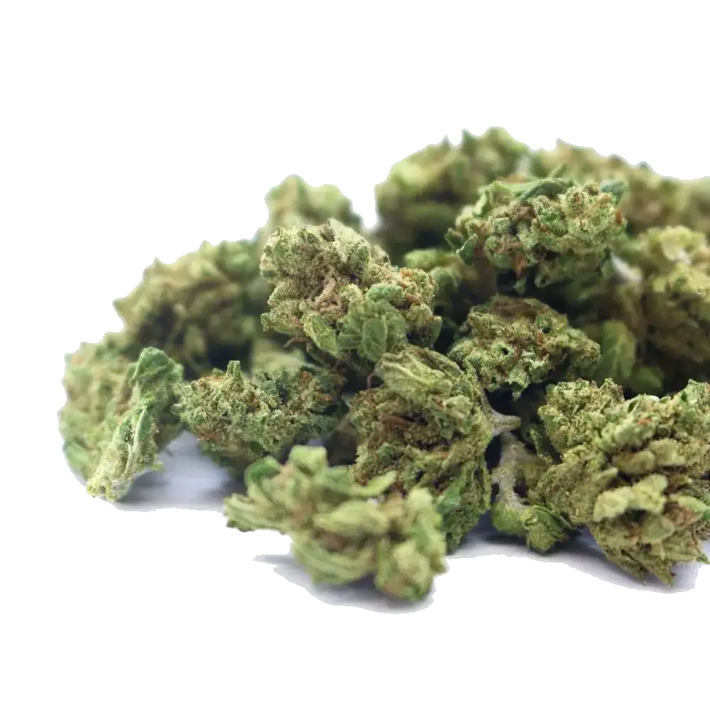 Petites têtes de fleur de CBD Zkittlez en gros plan, sur fond clair.