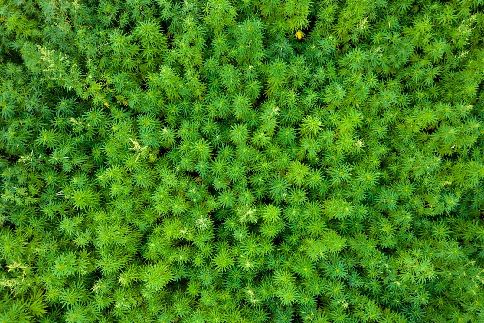 Champ de chanvre vu du ciel, rangs de plantes serrés, du type des cultures sous licence destinées à l'industrie