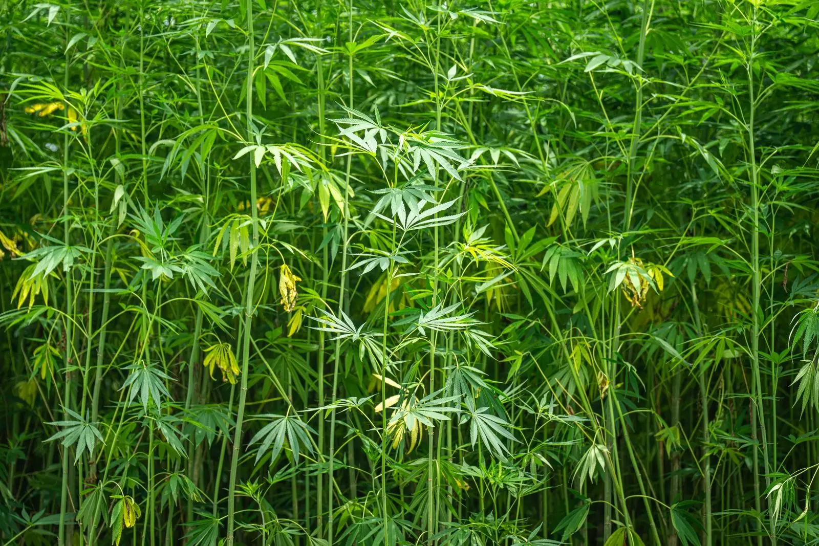 Tiges de chanvre industriel serrées dans une parcelle en pleine croissance, feuilles palmées vertes