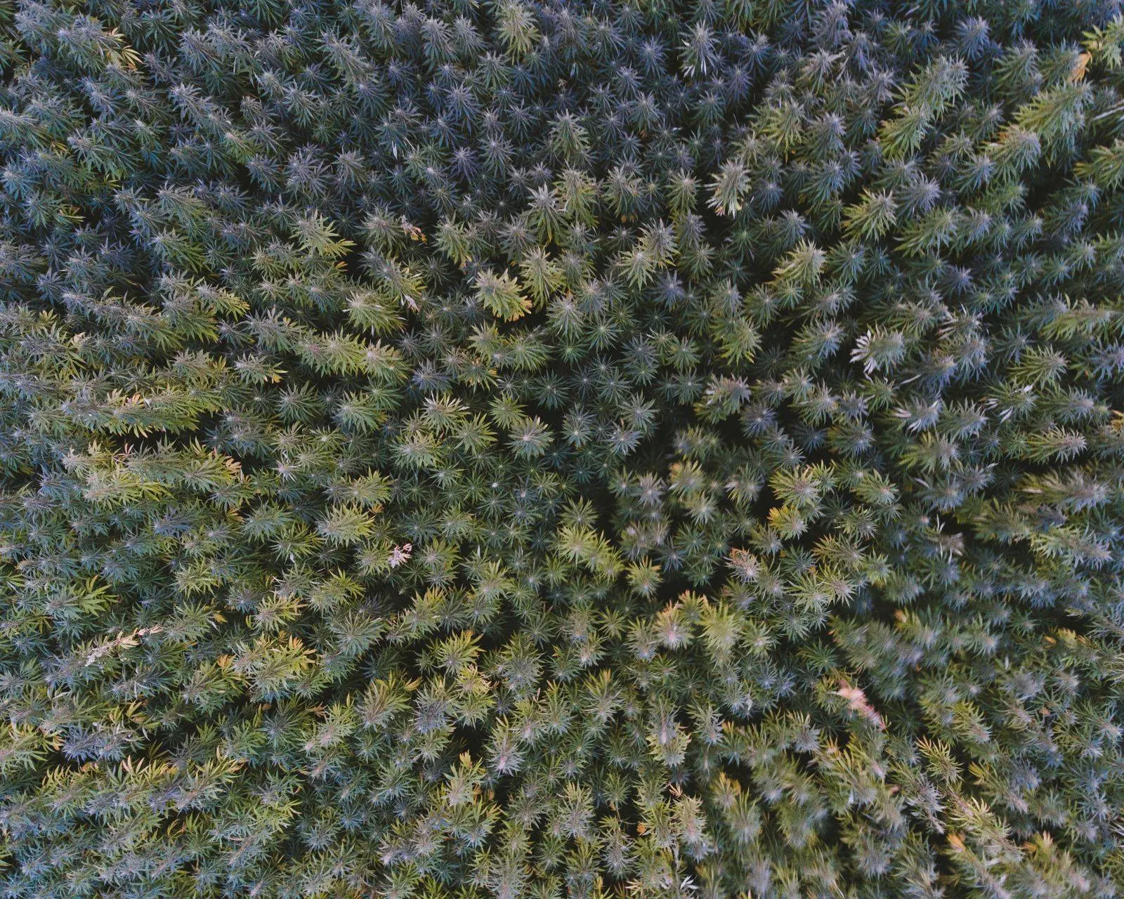 Champ de chanvre vu du ciel à la verticale, les plants serrés en pleine terre