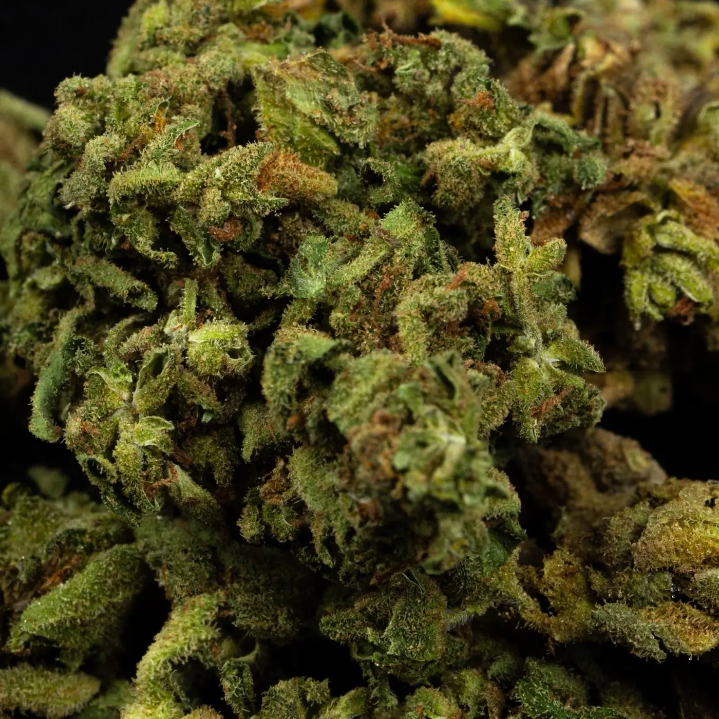 Fleur de chanvre séchée en gros plan, dense et couverte de trichomes, la matière dont on tire la résine