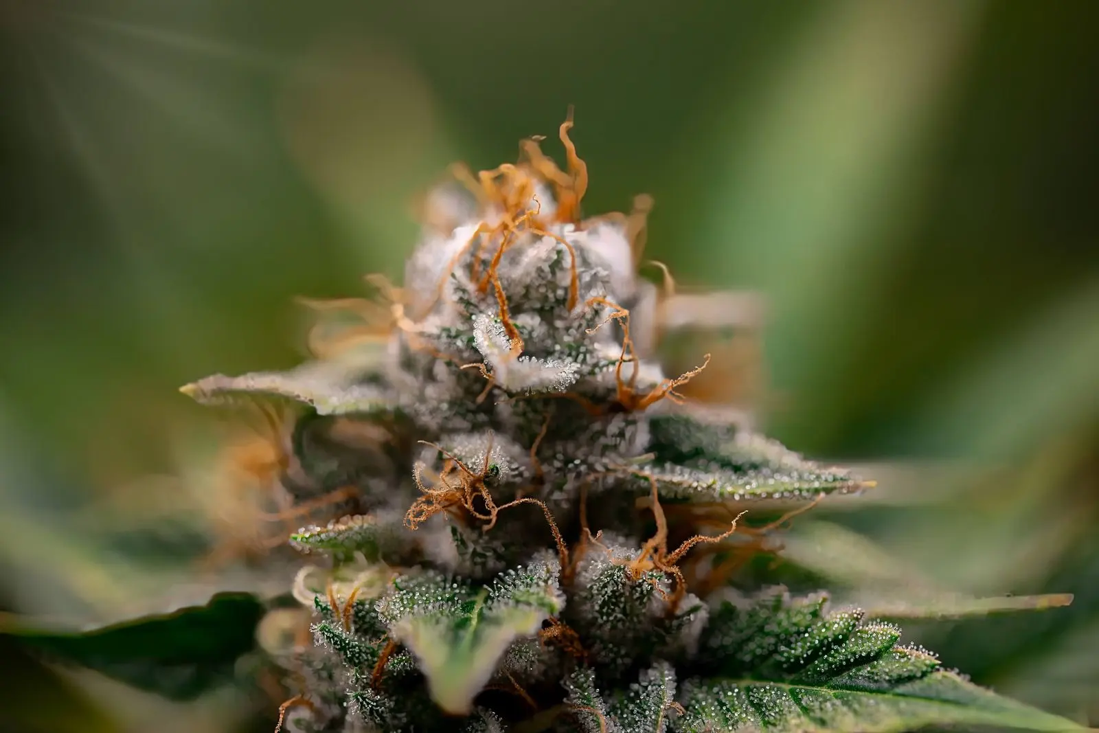 Tête de chanvre en macro sur la plante, couverte de trichomes blancs et de pistils orangés, la matière première du hash maker