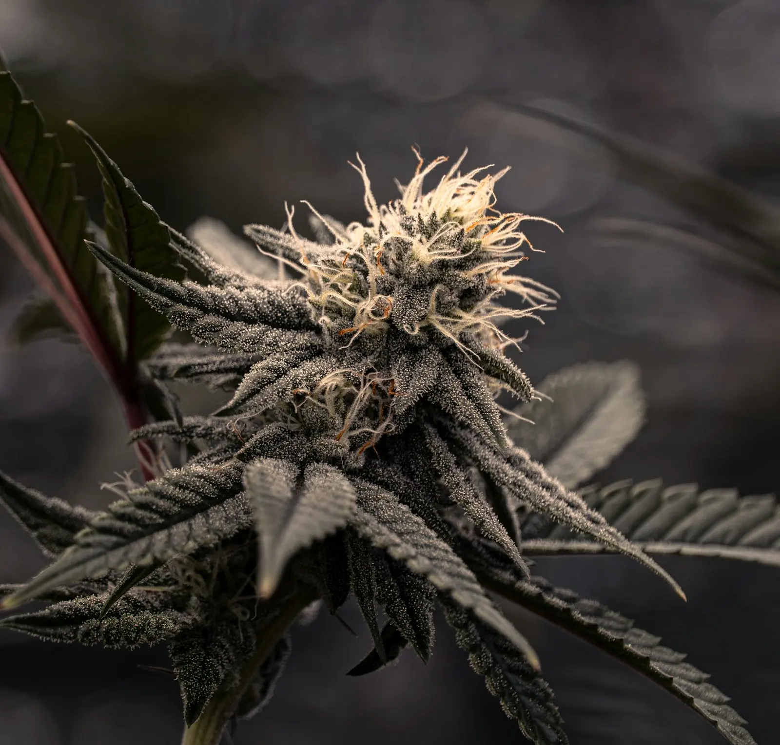 Sommité de chanvre en gros plan sur fond sombre, couverte de trichomes, les glandes dont on tire la résine